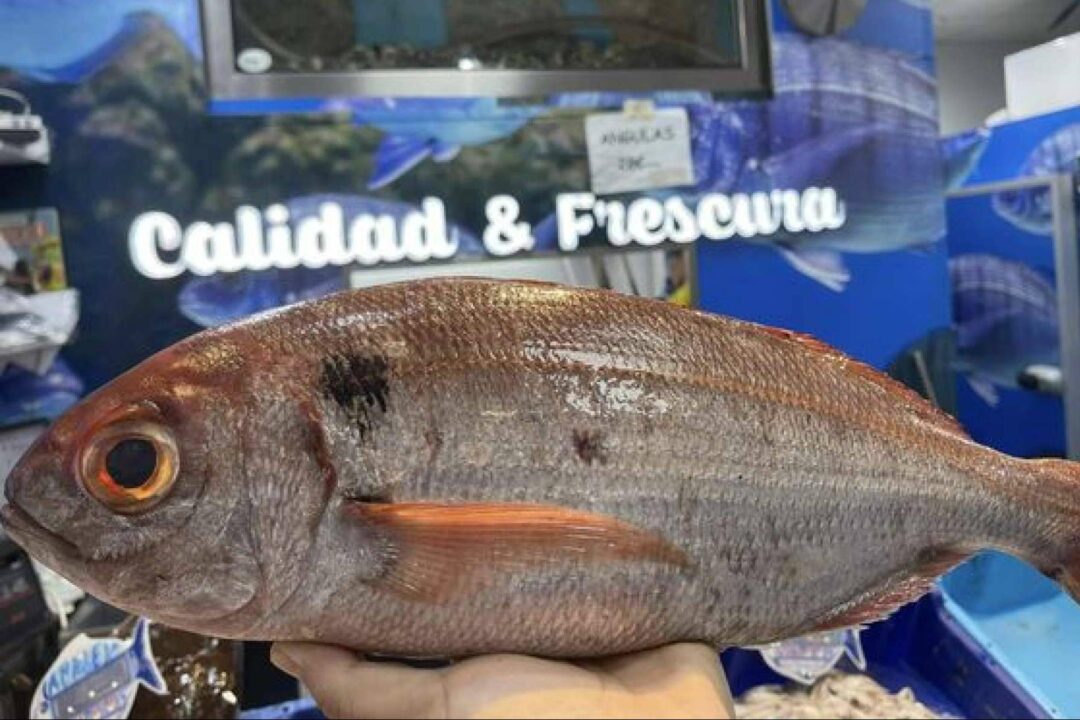 Del Mediterráneo a la mesa; pescados y mariscos de Pescadería Younes Ceuta