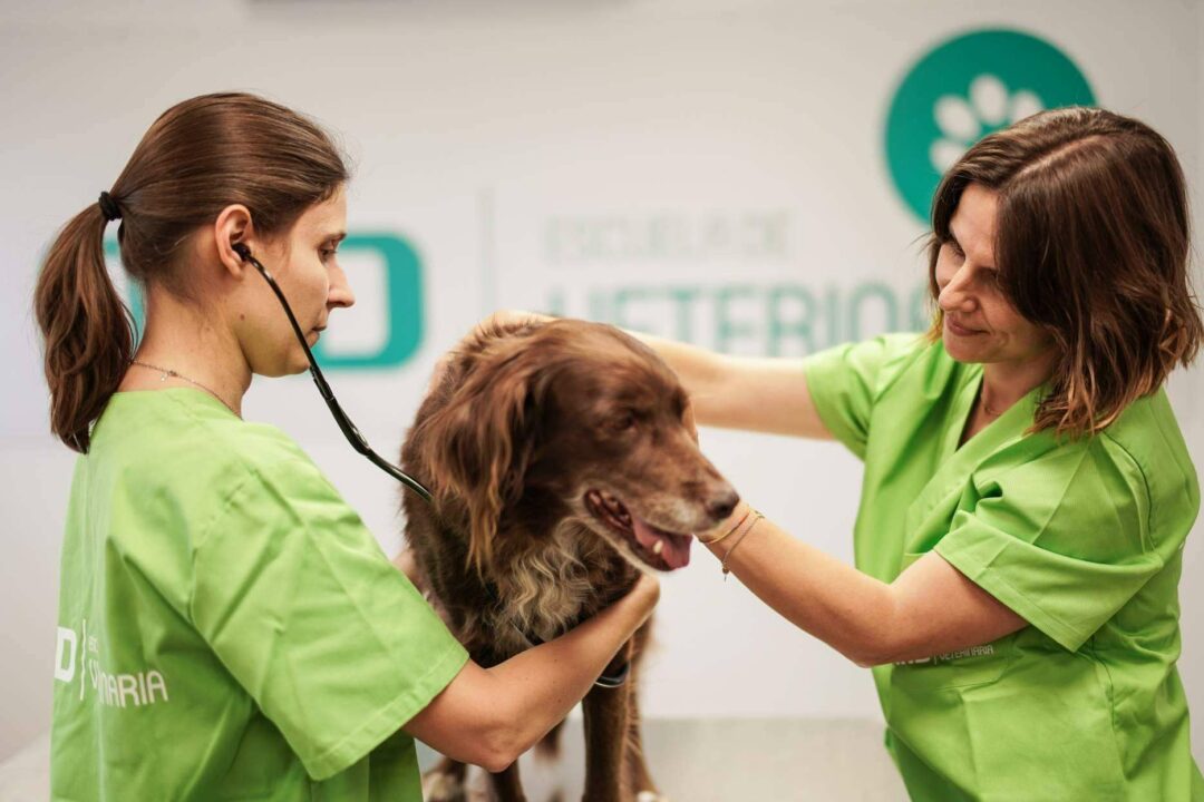 Récord de inscripciones en el único campamento europeo dedicado a veterinarios y cuidadores de animales