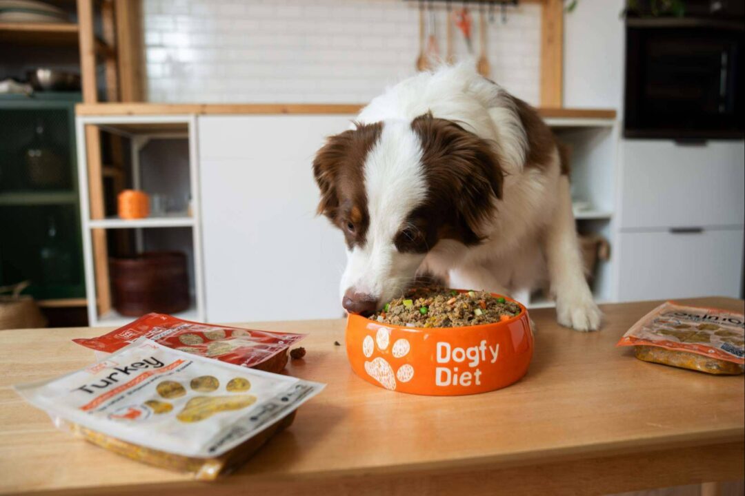 Revolución en la alimentación canina, la dieta natural que está transformando la vida de los perros