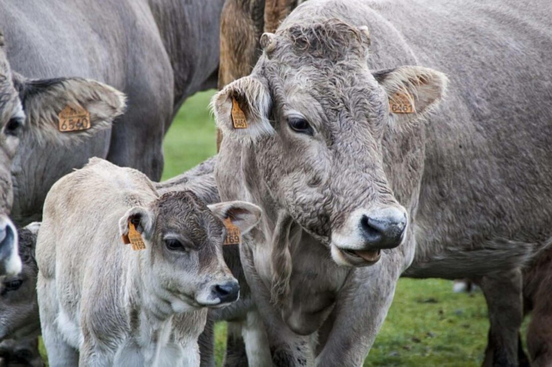 Aumenta la demanda de veterinarios para Extremadura