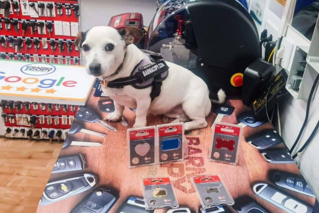 Barnacopy ofrece placas personalizadas para mascotas al instante en Barcelona