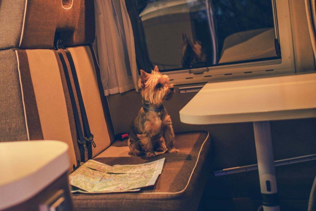 Cómo viajar con mascotas en autocaravana; Consejos para una ruta segura y sin estrés