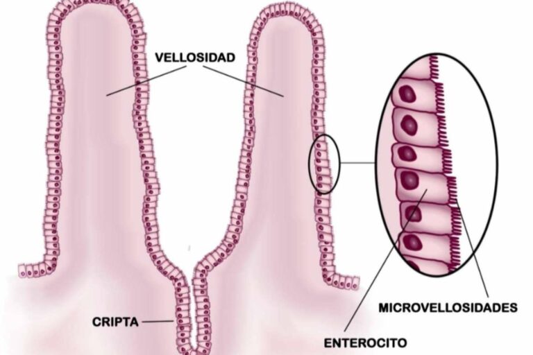 La permeabilidad intestinal; una patología emergente con implicancias sistémicas