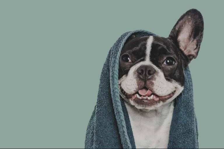 Vetformación presenta su curso presencial de peluquería canina con prácticas reales en VetBarber