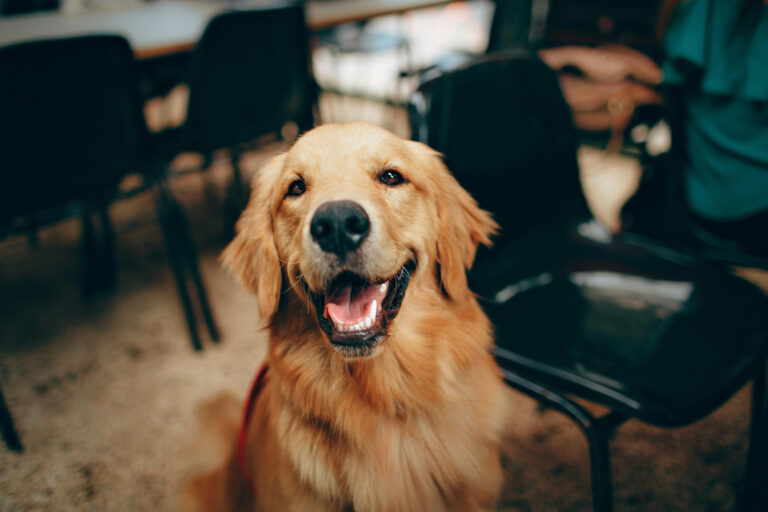 Mejor seguro de mascotas
