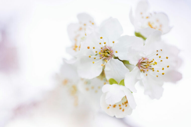 Dar vida al jardín: el objetivo de Promesse de Fleurs desde 1954