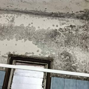 Moho; un enemigo invisible que afecta a la salud y al hogar
