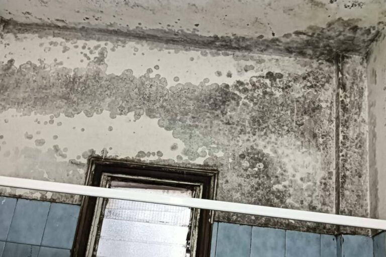 Moho; un enemigo invisible que afecta a la salud y al hogar
