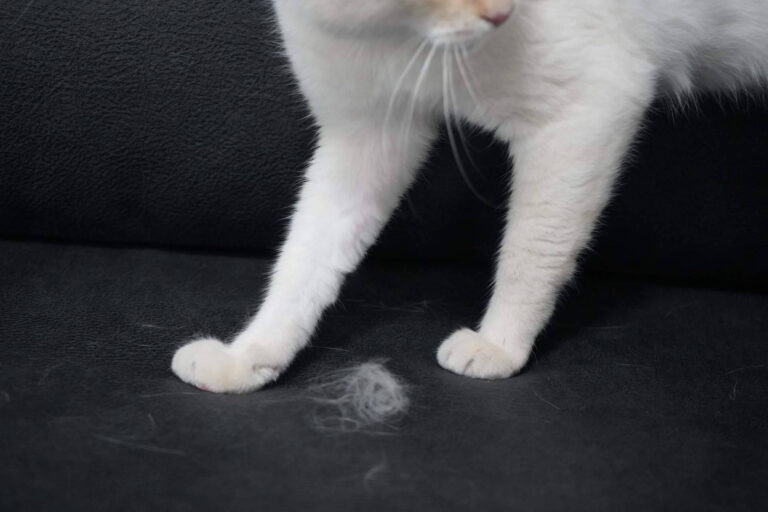 Nuevos sofás anti arañazos en Sofás Valencia, resistencia felina sin renunciar al diseño a medida