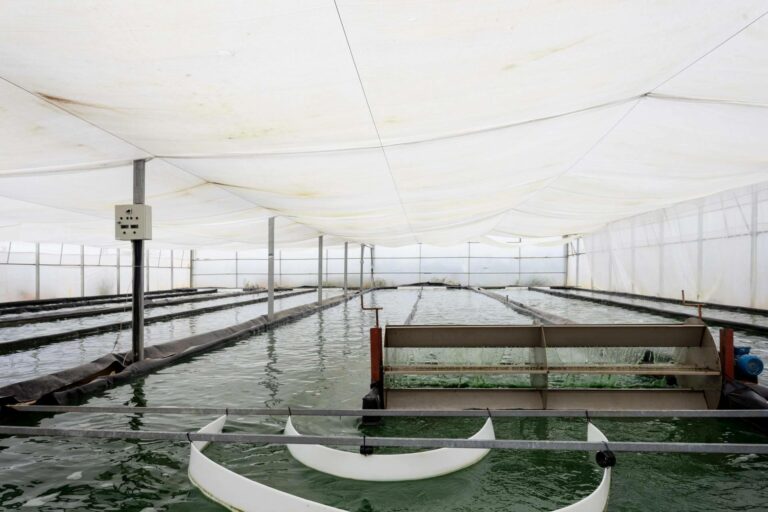 Catalunya impulsa la producción de espirulina fresca con ideas culinarias para todos los gustos