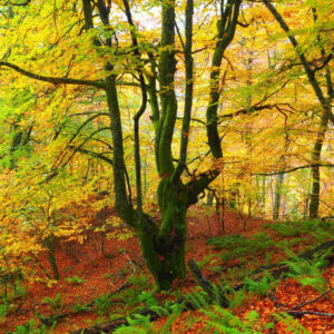 Naturaleza, historia y aventura en el corazón de Asturias