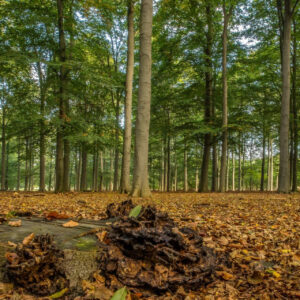 Foldeco refuerza su compromiso sostenible con la implantación del estándar IWAY Forestry 6.1