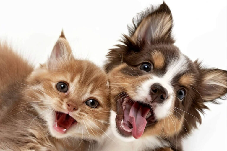 El regalo de la tranquilidad para amantes de los animales; más de 100 patologías genéticas al alcance