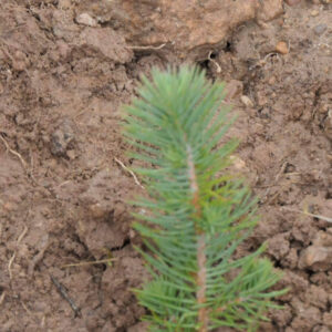 CO2 Gestión impulsa la compensación de huella de carbono empresarial con bosques sostenibles certificados