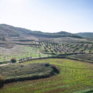 Cuando reforestar también crea empleo; el papel de los bosques en la economía rural