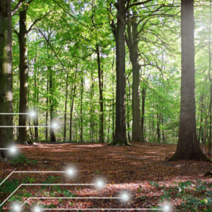 El impulso tecnológico de CO2 GESTIÓN para transformar el sector forestal