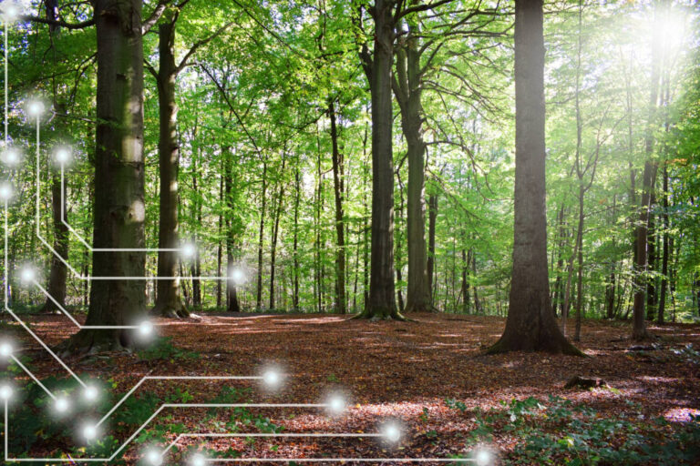 El impulso tecnológico de CO2 GESTIÓN para transformar el sector forestal