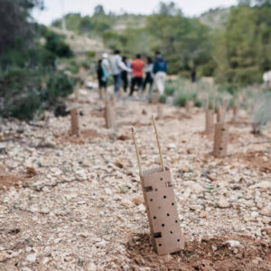 Reportes ESG e impacto forestal; cómo convertir la restauración ecológica en dato auditado