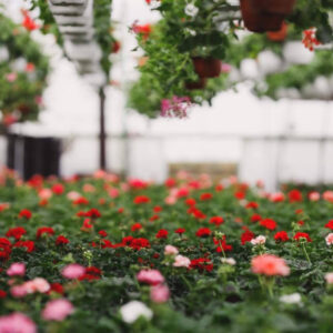 La Rosa De Oro consolida su propuesta entre los viveros en Sevilla con plantas de temporada