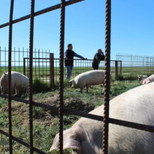 Las granjas familiares, esenciales para mantener viva la economía rural en España
