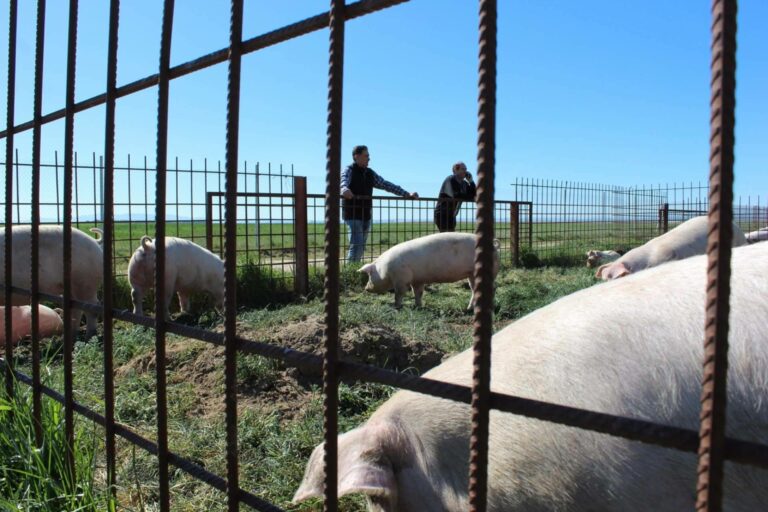 Las granjas familiares, esenciales para mantener viva la economía rural en España