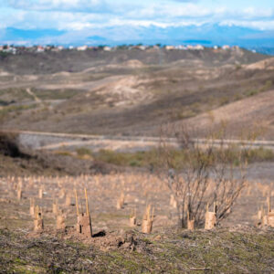 Bosquia impulsa nuevas reforestaciones en Madrid junto a empresas y ciudadanía por el Día de los Bosques