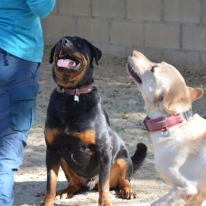 Elegir una residencia para mascotas de Madrid en primavera