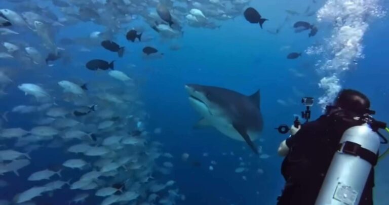 Bucear con tiburones en Maldivas con Drop Dive Maldives, la forma más segura de disfrutar
