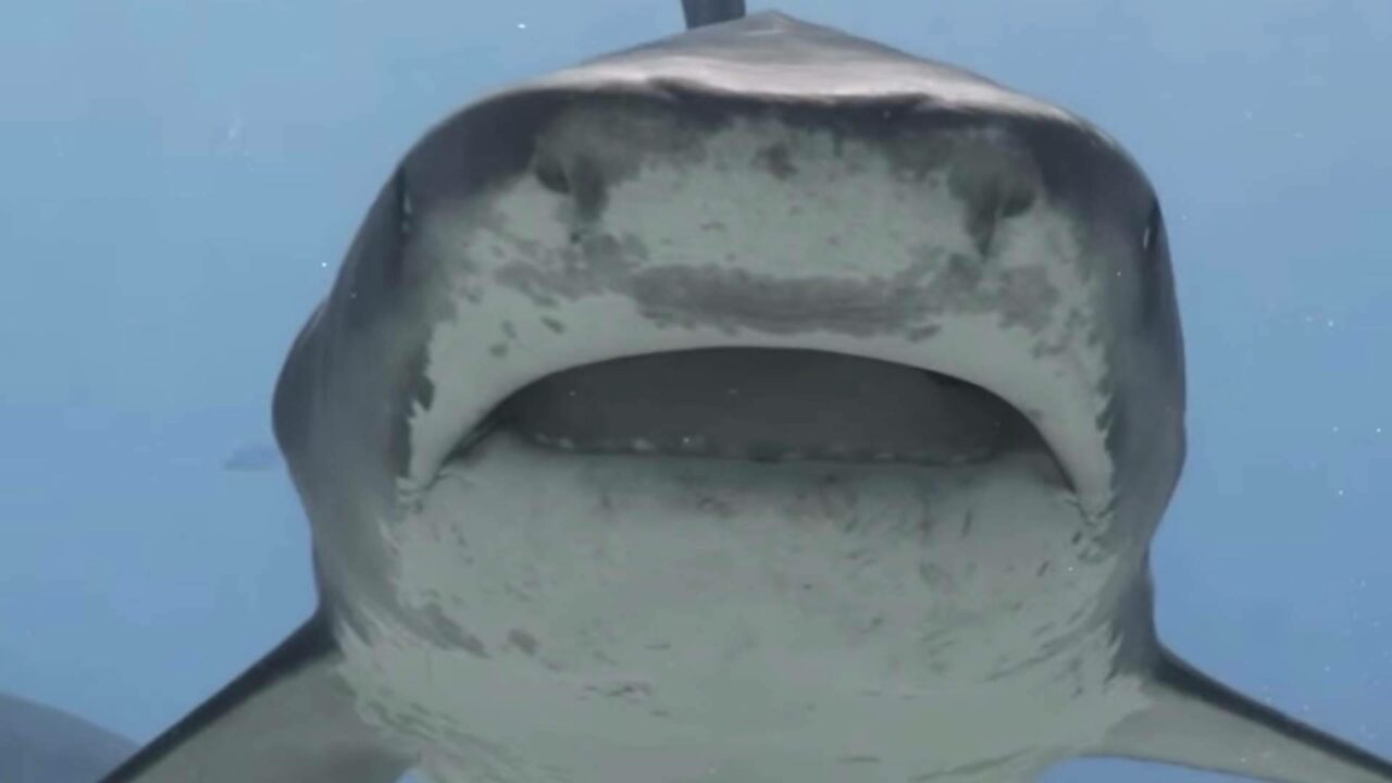 Fuvahmulah, Maldivas donde es posible bucear con tiburones tigre durante todo el año