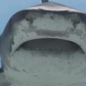 Fuvahmulah, Maldivas donde es posible bucear con tiburones tigre durante todo el año