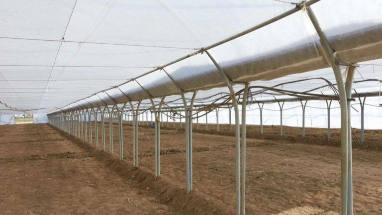Guayas para invernadero; guía para elegir, instalar y maximizar su uso en la estructura de cultivos