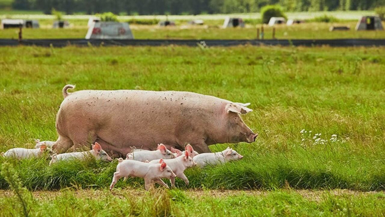 El respeto de los ciclos naturales gana protagonismo en la producción de carne ecológica