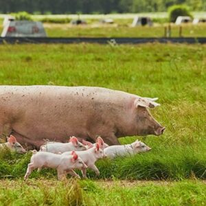 El respeto de los ciclos naturales gana protagonismo en la producción de carne ecológica