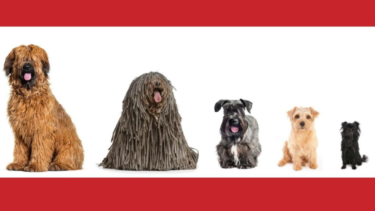 Petplan España lleva los seguros para mascotas a la era de la IA en Chat GPT