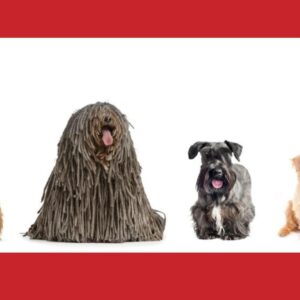 Petplan España lleva los seguros para mascotas a la era de la IA en Chat GPT