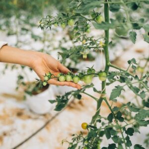 Un colegio de Sevilla gana el premio EducaBio 2026 por su labor en alimentación ecológica