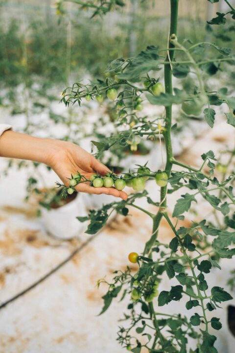Un colegio de Sevilla gana el premio EducaBio 2026 por su labor en alimentación ecológica