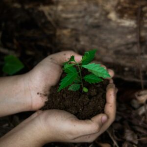 Alcalá de Guadaíra completa la plantación de 13.470 ejemplares en la nueva fase del plan Alcalá Más Verde