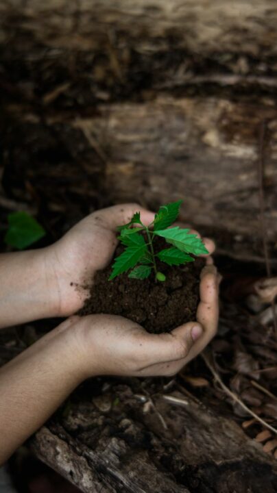Alcalá de Guadaíra completa la plantación de 13.470 ejemplares en la nueva fase del plan Alcalá Más Verde
