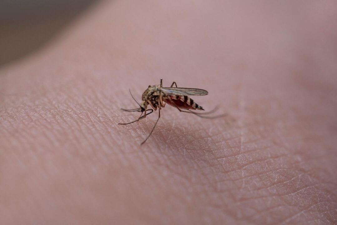 Diputación coordina con 15 municipios el refuerzo contra el mosquito del Nilo ante el adelanto del ciclo