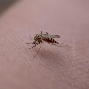 Diputación coordina con 15 municipios el refuerzo contra el mosquito del Nilo ante el adelanto del ciclo