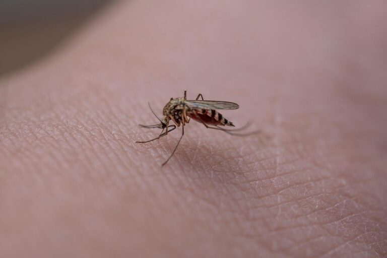 Diputación coordina con 15 municipios el refuerzo contra el mosquito del Nilo ante el adelanto del ciclo