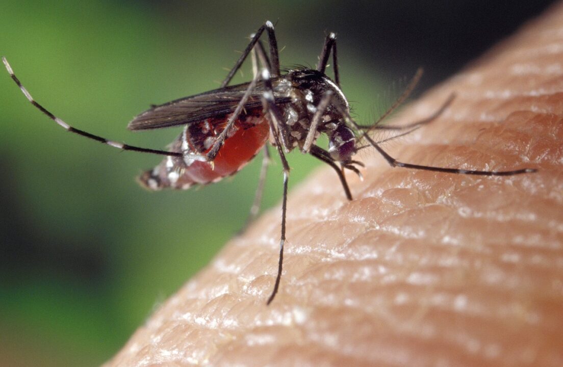 Benacazón confirma circulación del virus del Nilo sin que el foco alcance la zona urbana