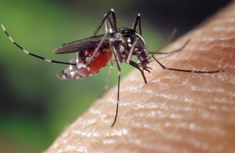 Benacazón confirma circulación del virus del Nilo sin que el foco alcance la zona urbana