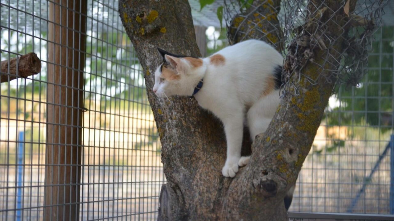 La demanda de residencias para mascotas aumenta este verano