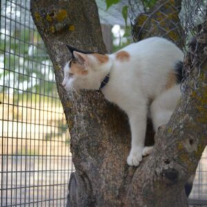 La demanda de residencias para mascotas aumenta este verano