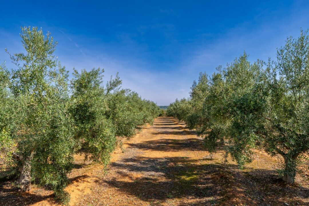 El campo español produce 1,29 millones de toneladas de aceite de oliva, un 9% menos que el año anterior