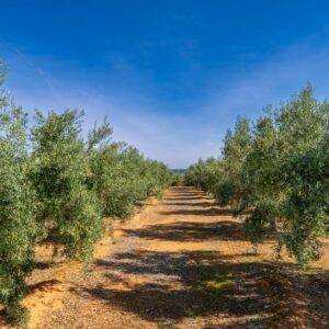 El campo español produce 1,29 millones de toneladas de aceite de oliva, un 9% menos que el año anterior