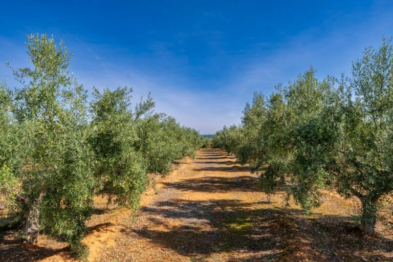 El campo español produce 1,29 millones de toneladas de aceite de oliva, un 9% menos que el año anterior