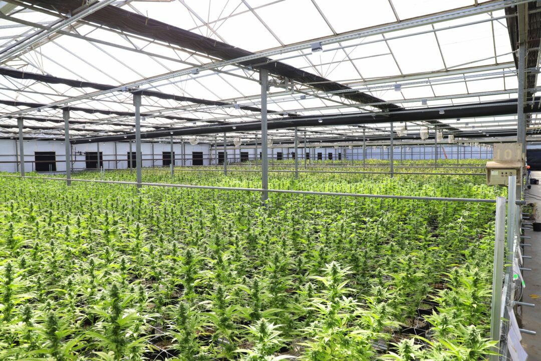 La Guardia Civil desmantela un cultivo de 464 plantas de marihuana en La Rinconada tras una denuncia anónima